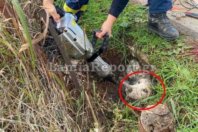 Πυροσβέστης εκτός υπηρεσίας έσωσε σκύλο που είχε παγιδευτεί σε τσιμέντο!