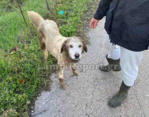 Πυροσβέστης εκτός υπηρεσίας έσωσε σκύλο που είχε παγιδευτεί σε τσιμέντο!