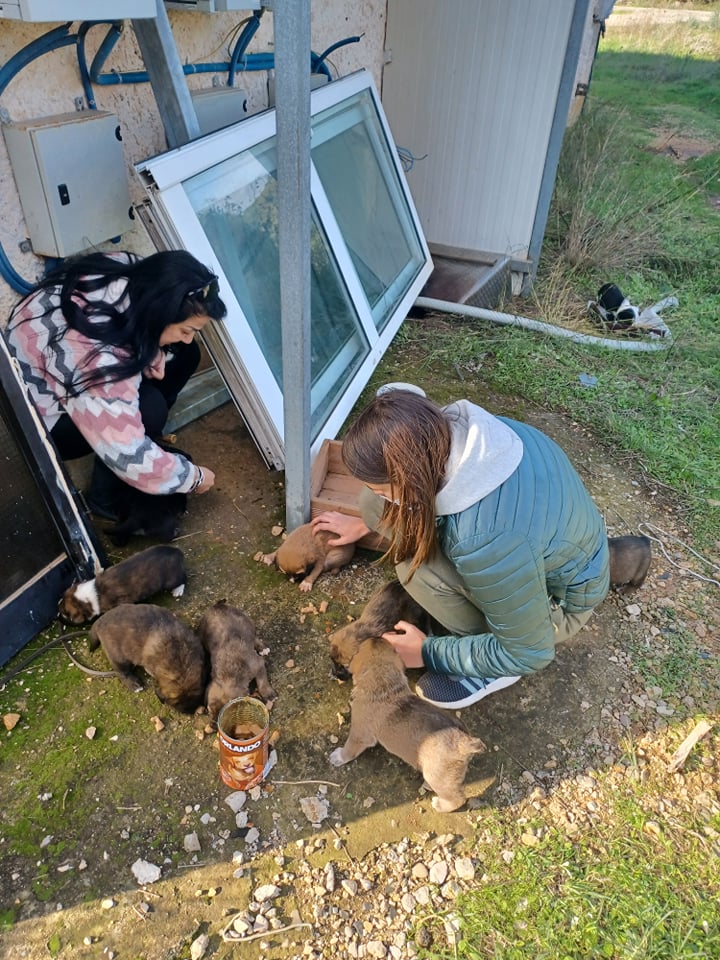 H Πυροσβεστική έσωσε τέσσερα νεογέννητα σκυλάκια στην Λευκάδα