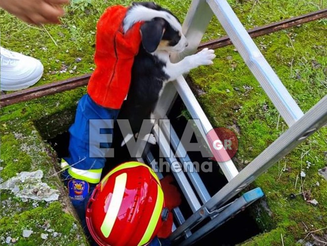 Εθελοντές πυροσβέστες διέσωσαν δύο κουταβάκια που είχαν παγιδευτεί σε φρεάτιο (Φωτό)
