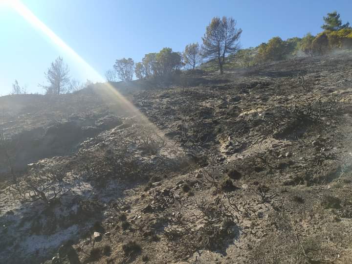 Πυρκαγιά σε δασική έκταση στην Παρθένη Εύβοιας (Φωτό)