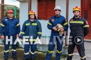 Λαντζόι Πύργου: Οι πυροσβέστες έσωσαν κουταβάκι που έπεσε σε γκρεμό(φωτό-βίντεο)