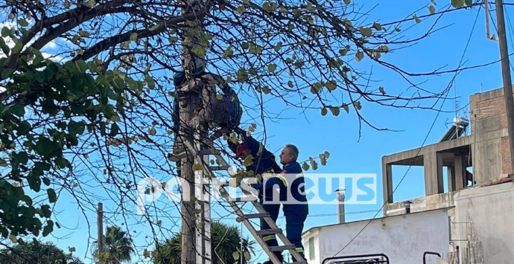 Σοκαριστικό θέαμα στον Πύργο – Τον βρήκαν κρεμασμένο σε κολώνα της ΔΕΗ
