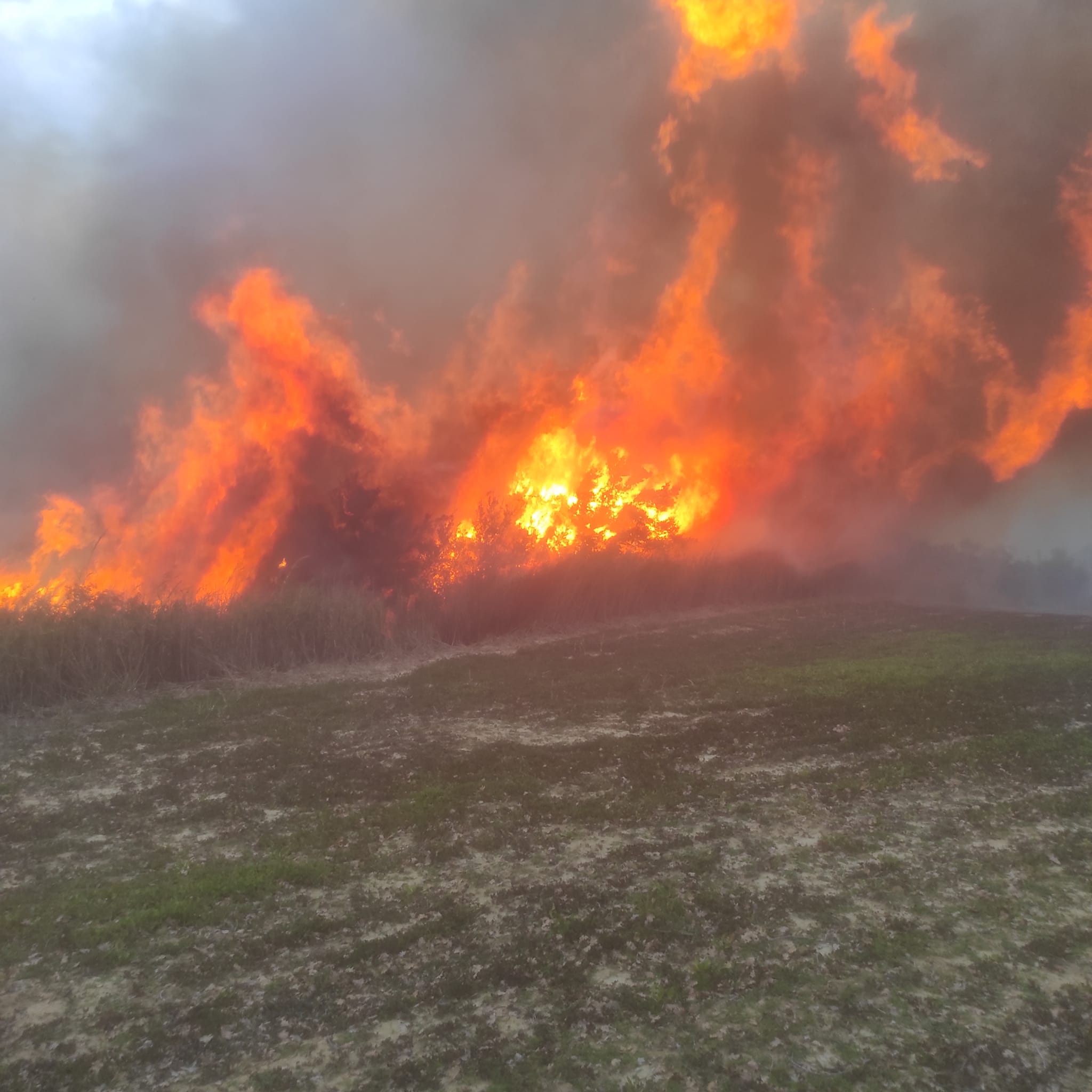 Η πυρκαγιά στην Σίμιζα Ηλείας έκαψε περίπου 40 στρέμματα αγροτοδασική έκταση (Φωτό)