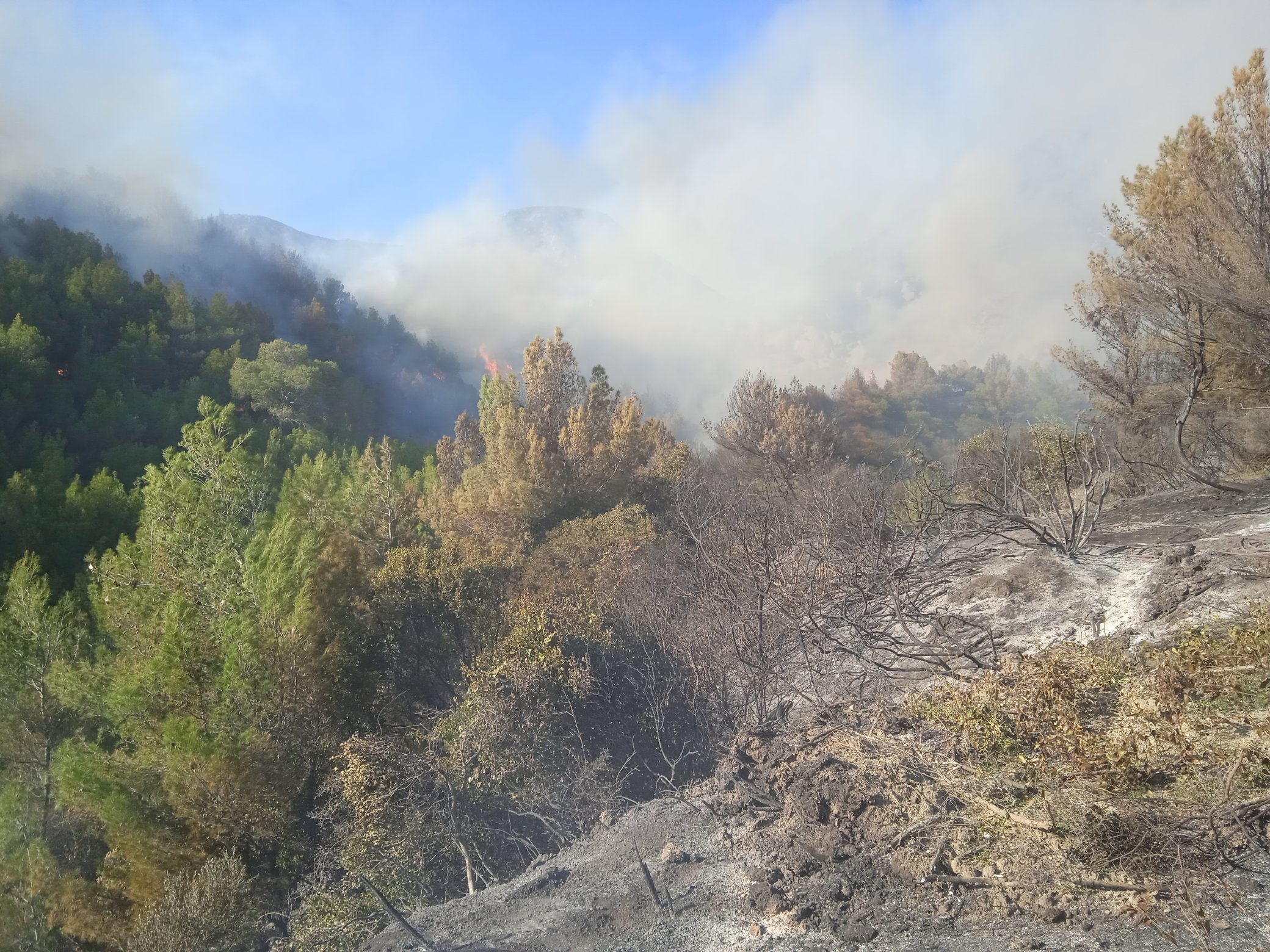 Σε εξέλιξη η πυρκαγιά στην περιοχή Χρυσοκελλαριά Μεσσηνίας