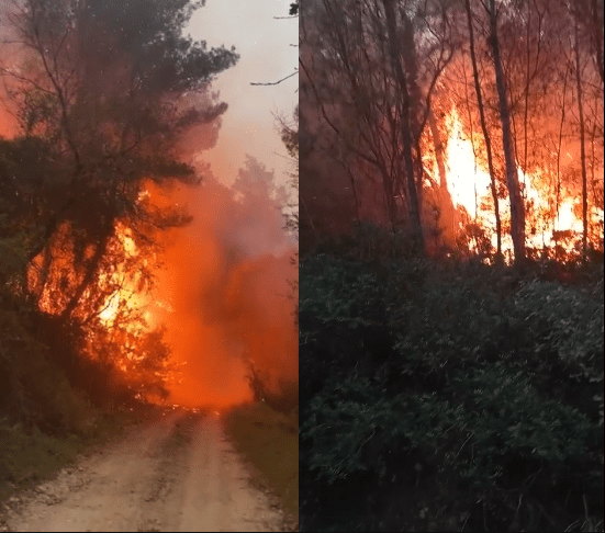 Πυρκαγιά σε δασική έκταση στην Ηραία Γορτυνίας (Φωτό)