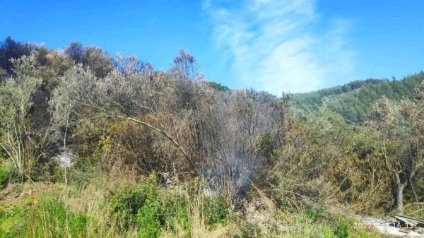 Πυρκαγιά σε δασική έκταση στο Πόρτο Κουφό Χαλκιδικής