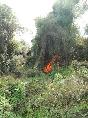 Πυρκαγιά σε αγροτική έκταση στον Βασιλόπουλο Αιτωλοακαρνανίας (Φωτό)
