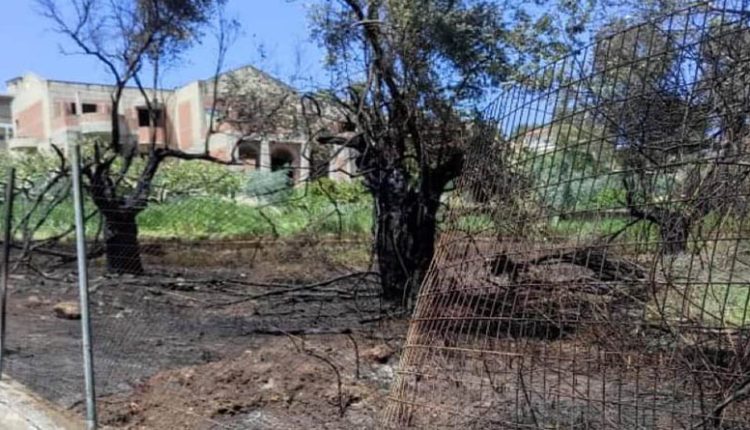 Πυρκαγιά στο Καλέντζι Μαραθώνα - Έκαψε 3 στρέμματα (φωτό)