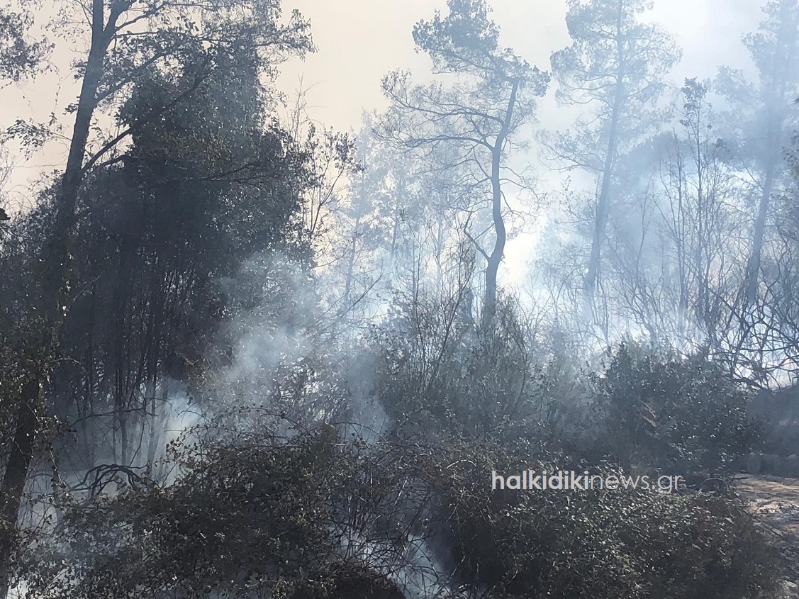 Υπό μερικό έλεγχο η πυρκαγιά σε δασική έκταση στην Χαλκιδική (Φωτό & Βίντεο)
