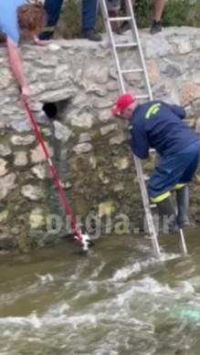 Η πυροσβεστική διέσωσε γατάκι που έπεσε στους καταρράκτες στην Έδεσσα