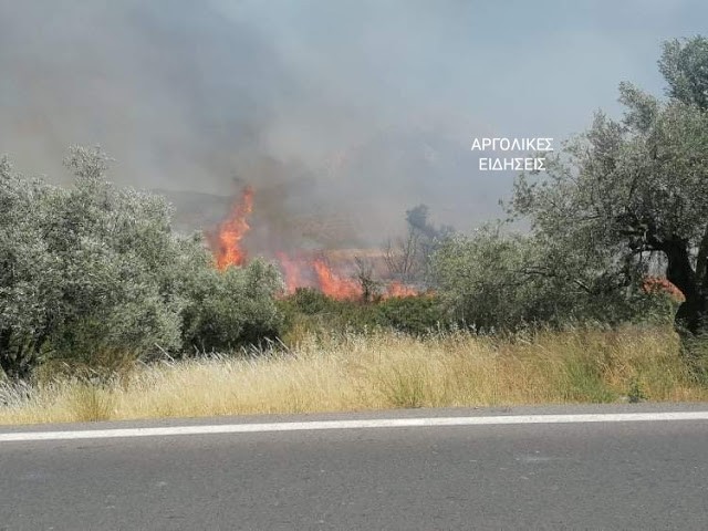Πυρκαγιά σε γεωργική έκταση στην Αργολίδα Πυρκαγιά σε γεωργική έκταση στην Αργολίδα