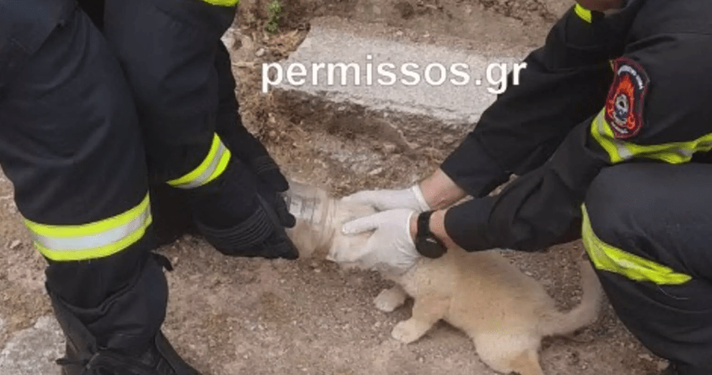 Πυροσβέστες έσωσαν σκυλίτσα στην Θήβα – Σφήνωσε σε πλαστικό μπουκάλι και δεν έπαιρνε ανάσα