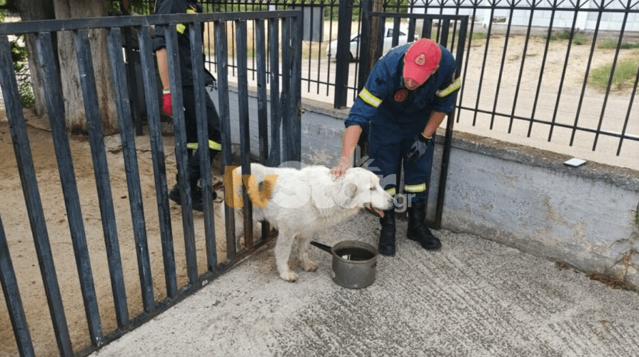 Οι πυροσβέστες έσωσαν σκύλο που είχε εγκλωβιστεί σε κάγκελα στην Λαμία