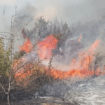 Πυρκαγιά σε καλαμιές στην Ανάβυσσο Αττικής