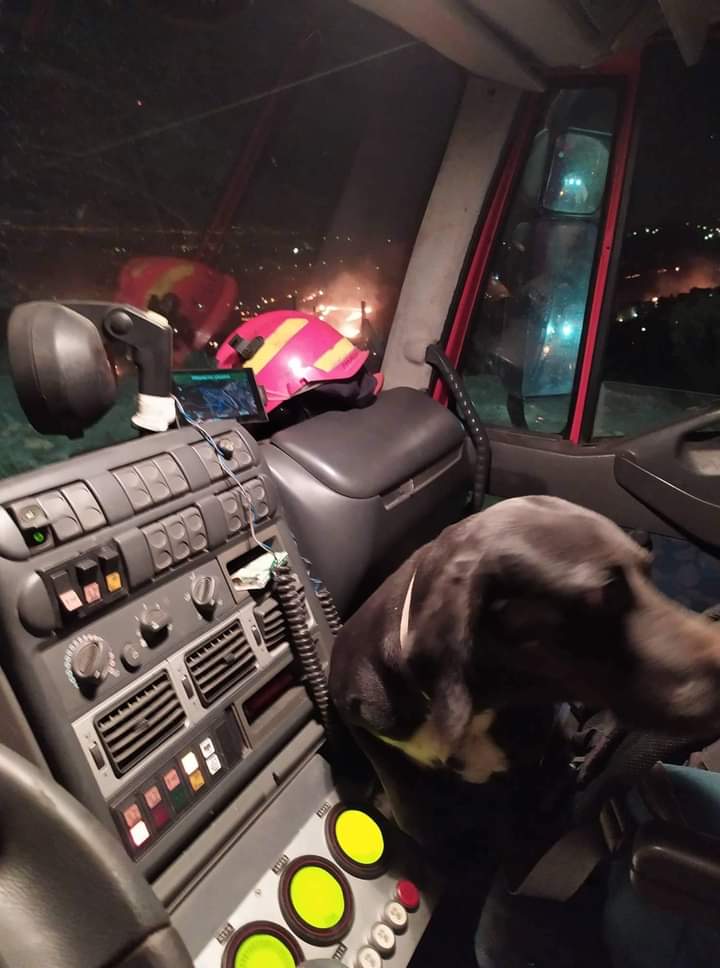 Το Μ.Ε.Τ.Π.Ε. που επιχειρούν στο Ντράφι έχουν διασώσει από την πυρκαγιά ένα σκυλί