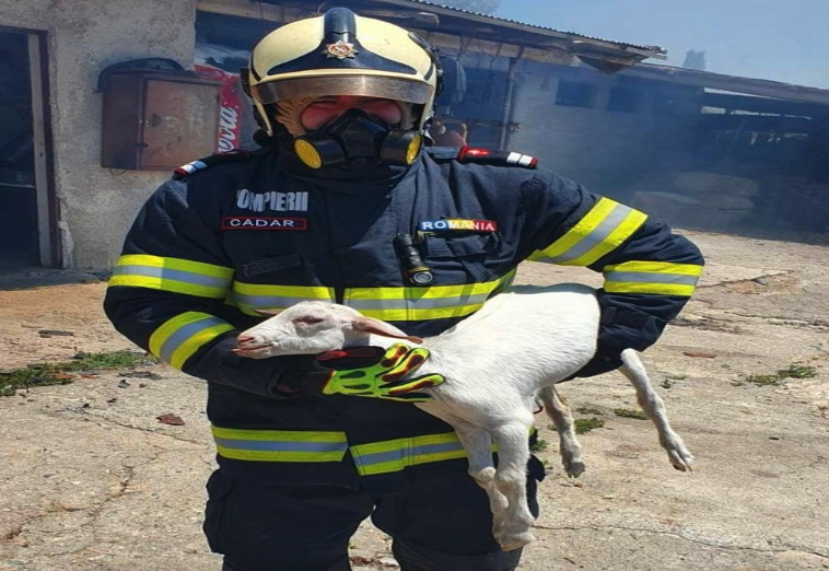 Συγκίνηση στην πύρινη λαίλαπα: Ρουμάνος πυροσβέστης σώζει μικρό πρόβατο από βέβαιο θάνατο
