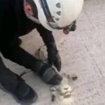 Πυροσβέστης σώζει άψυχη γάτα με μαλάξεις καρδιάς (Βίντεο)