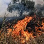 Πυρκαγιά σε δασική έκταση στην περιοχή Βασιλική Λακωνίας