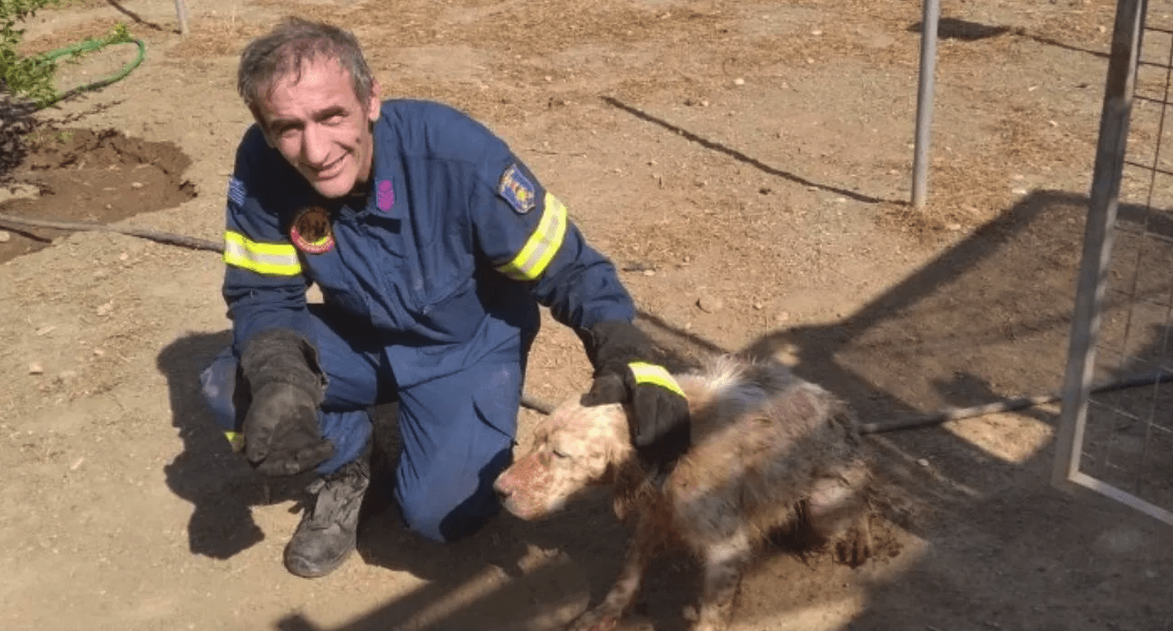 Ρόδος: Πυροσβέστες έσωσαν σκυλάκι που έπεσε σε πηγάδι