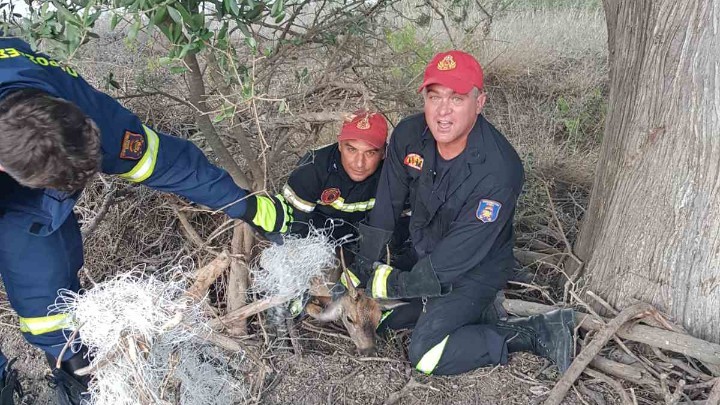 Πυροσβέστες στη Ρόδο διέσωσαν εγκλωβισμένο ελαφάκι σε δίχτυα