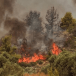 Πυρκαγιά σε δασική έκταση στον Εβρίνο Ροδόπης
