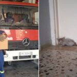 Η Πυροσβεστική απεγκλώβισε και έσωσε γατάκι στην Τρίπολη