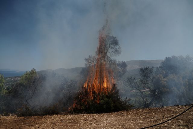 Σύλληψη για πυρκαγιά σε γεωργική έκταση στην κοινότητα Αφρατίου Χαλκίδας