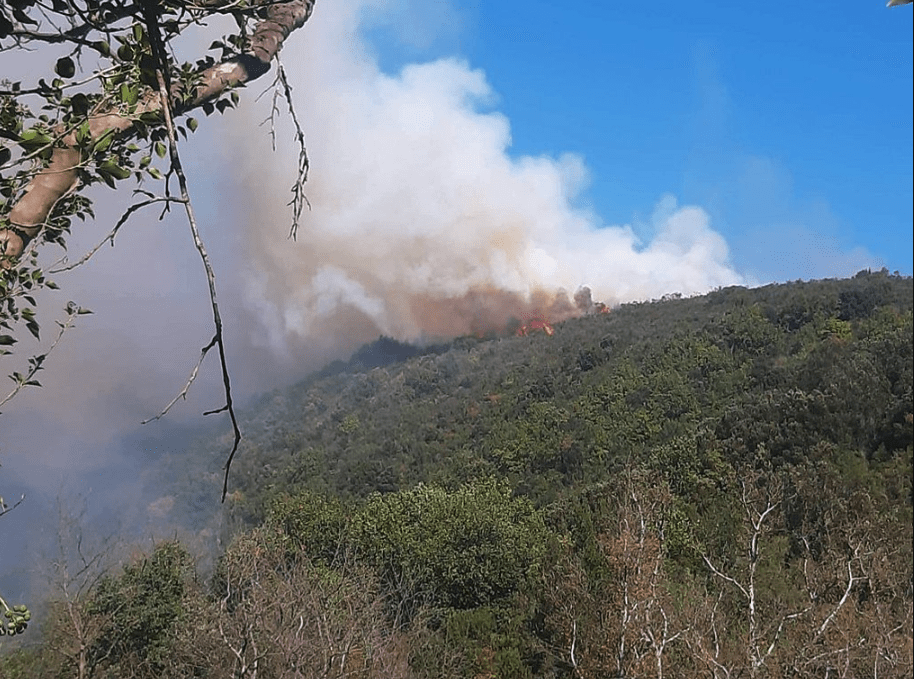 Πυρκαγιά σε δασική έκταση στην περιοχή Νέα Μαλεσιάδα Αιτωλοακαρνανίας (Φωτό)