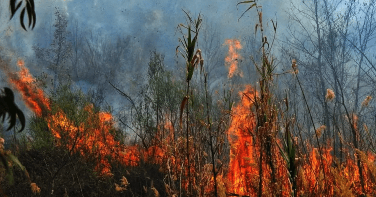 Σύλληψη για πυρκαγιά σε αγροτική έκταση στη Μεσσηνία