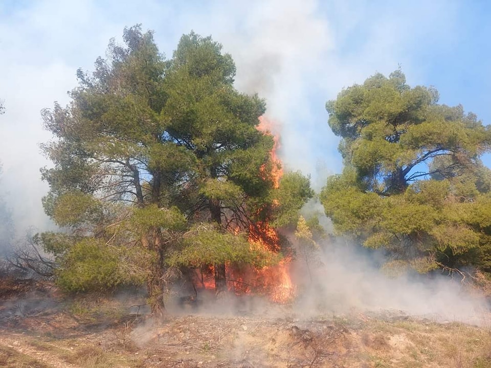 Πυρκαγιά σε δασική έκταση στην Οινόη Αττικής (Φωτό)