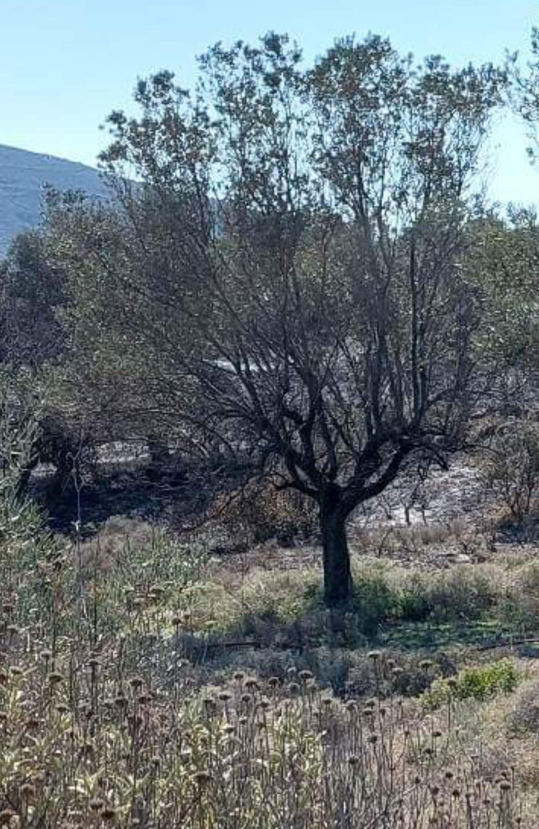 Πυρκαγιά εν υπαίθρω στην περιοχή Μπουζαλάδες στην Κερατέα (Φωτό)