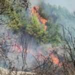 Δασική πυρκαγιά στην περιοχή της Εφύρας στην Πηνεία