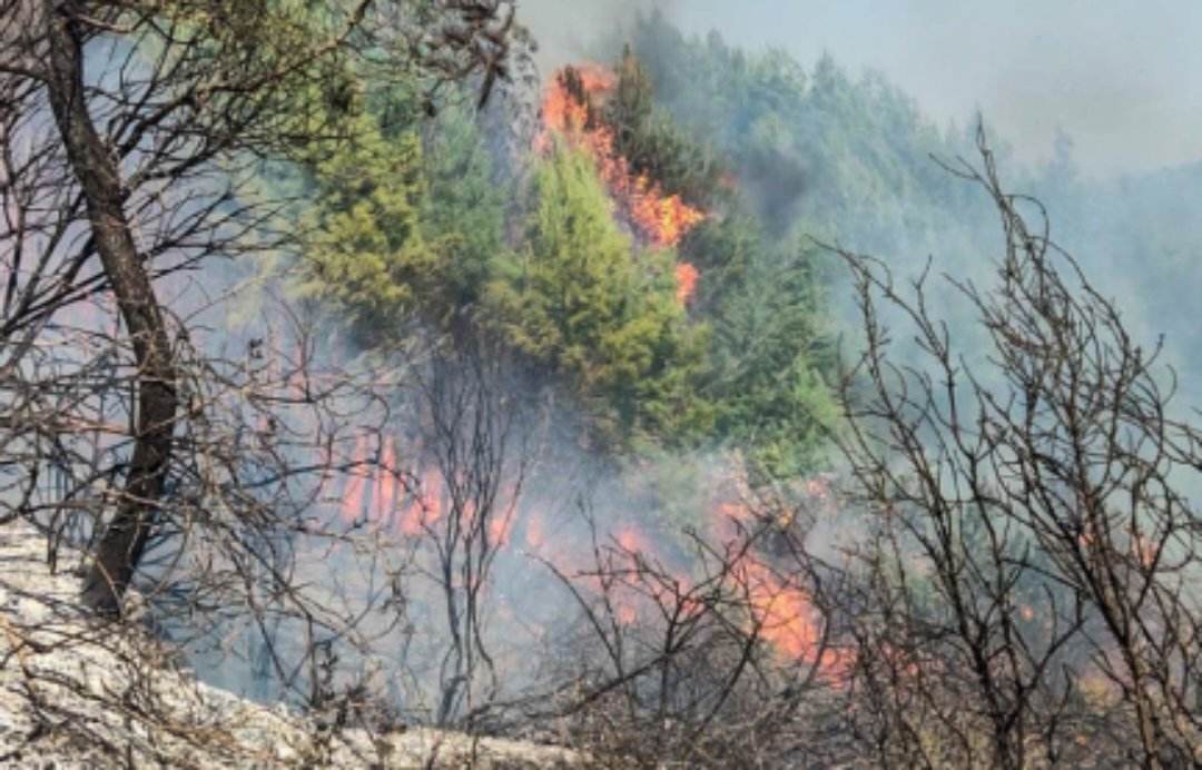 Δασική πυρκαγιά στην περιοχή της Εφύρας στην Πηνεία