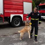 ΕΜΑΚ Θεσσαλονίκης: Οι τετράποδοι αφανείς ήρωες που «μυρίζουν τη ζωή» κάτω από τα συντρίμμια