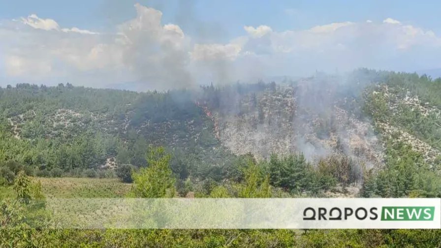 Πυρκαγιά σε δασική έκταση στην περιοχή Μαυροσουβάλα στο Μήλεσι Ωρωπού Αττικής