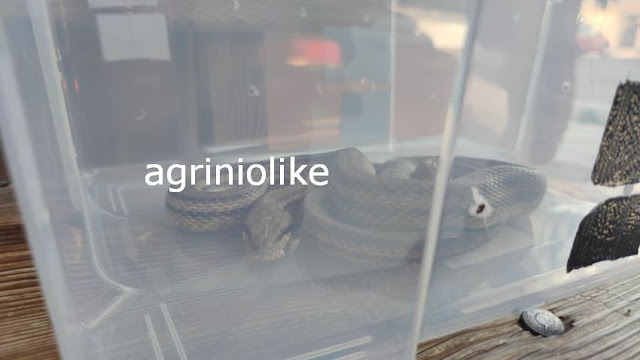 Αγρίνιο: Φίδι έκανε βόλτες σε οικία