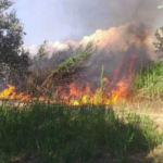 Σύλληψη για πυρκαγιά σε γεωργική έκταση στη Χαλκίδα