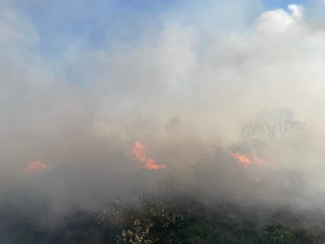 Πυρκαγιά σε δασική έκταση στην περιοχή Άγιος Μάμας Λακωνίας