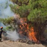 Πυρκαγιά σε δασική έκταση στην περιοχή Ξηρογιάννης Φωκίδας