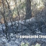 Άμεσα τέθηκε υπό έλεγχο πυρκαγιά σε δασική έκταση στην περιοχή Πούντα Γλώσσας Σκοπέλου