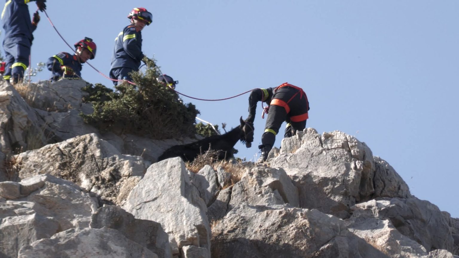 Επιχείρηση διάσωσης κατσίκας από χαράδρα στη Μυτιλήνη – Επιτυχής παρέμβαση της Πυροσβεστικής