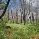 Η Δαδιά αναγεννάται από τις στάχτες της