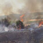 Πυρκαγιά σε αγροτοδασική περιοχή κοντά στα Γαβράκια Φθιώτιδας