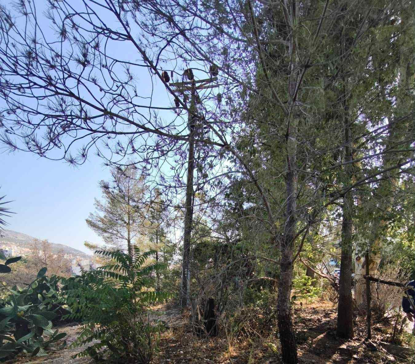 Πυρκαγιά στον Βύρωνα από βραχυκύκλωμα λόγω πτηνού – Άμεση επέμβαση απέτρεψε την εξάπλωση