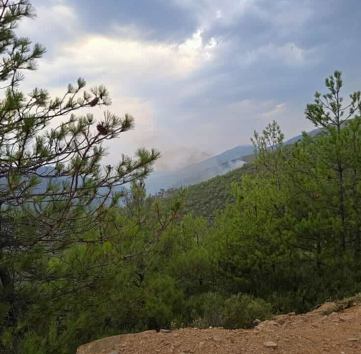 Πυρκαγιά στη Θάσο: Τέσσερις εστίες σε εξέλιξη – Μεγάλη κινητοποίηση επίγειων και εναέριων δυνάμεων