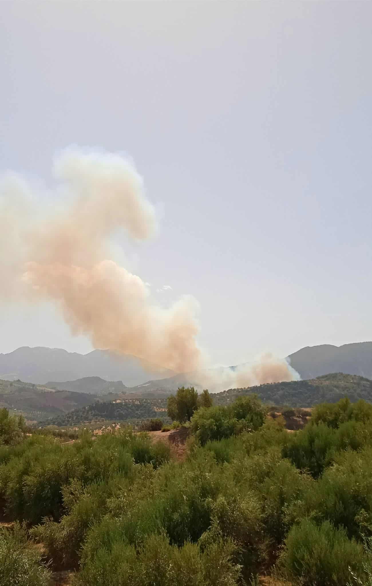 Πυρκαγιά σε δασική έκταση στην περιοχή Άλσος Αχαΐας