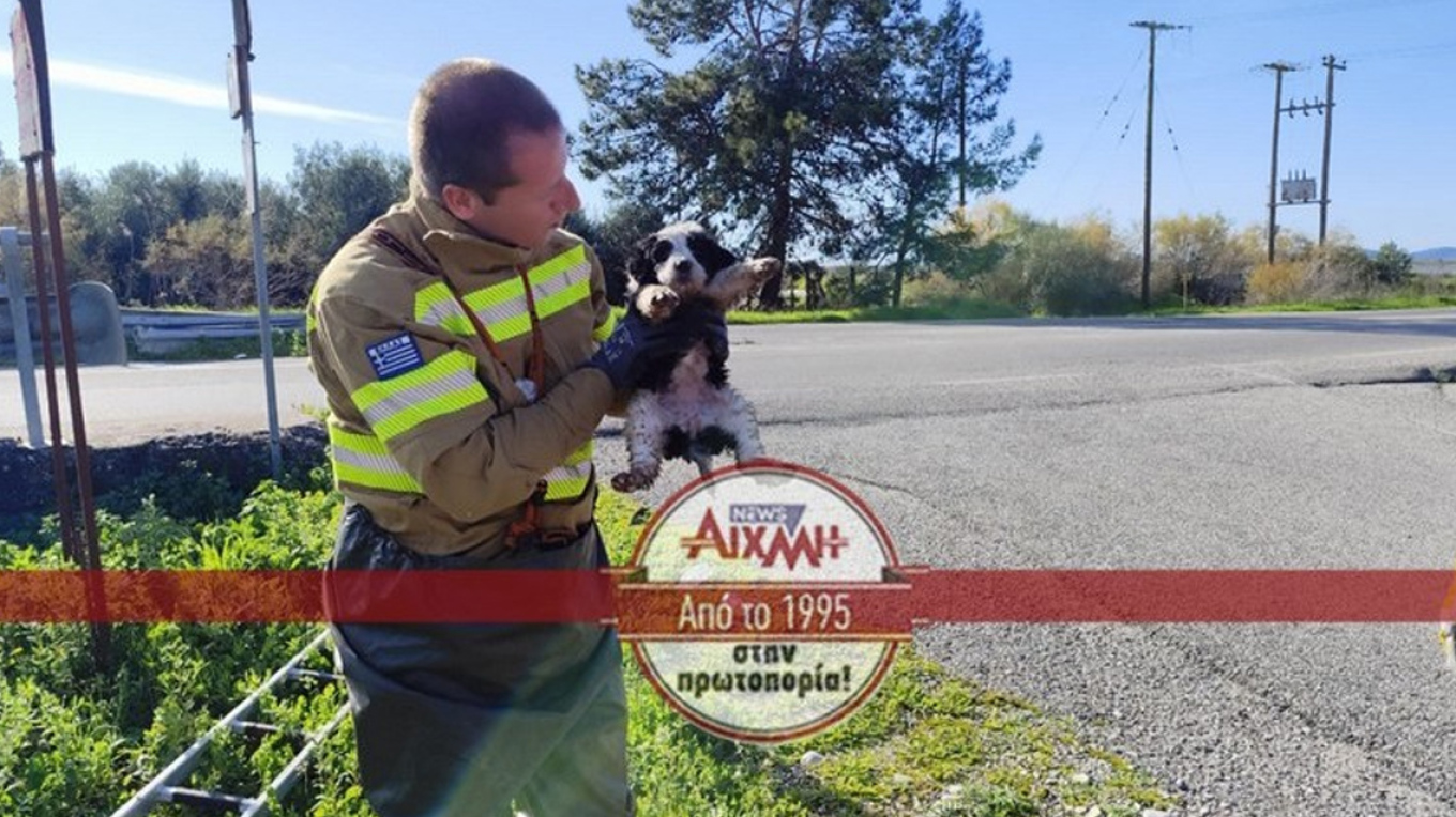 Μεσολόγγι: Η Πυροσβεστική έσωσε εγκαταλελειμμένα κουτάβια από αυλάκι