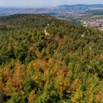 Τα «εύφλεκτα» δάση της Μεσογείου και η ελληνική πραγματικότητα – Πεύκα, ευκάλυπτοι και ακακίες στο επίκεντρο