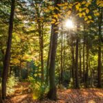 Παγκόσμια Ημέρα Δασών – 21 Μαρτίου